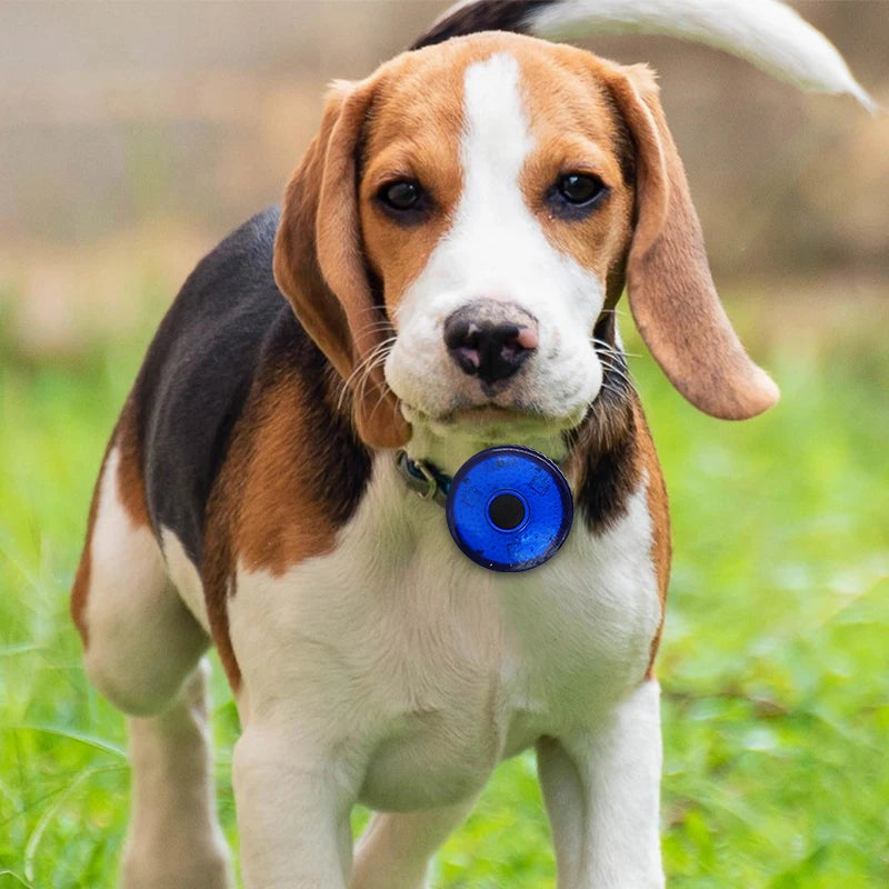 Dog Beam Collar